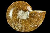 Polished Ammonite (Cleoniceras) Fossil - Madagascar #127220-1